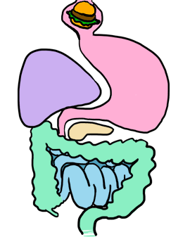Digestive System - Physiology and Health Web Lessons